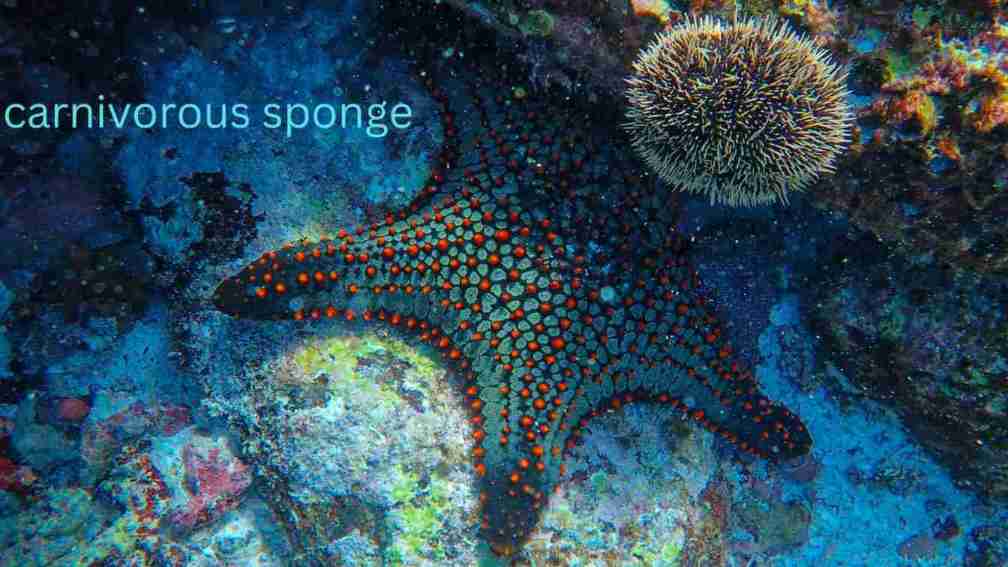 carnivorous sponge